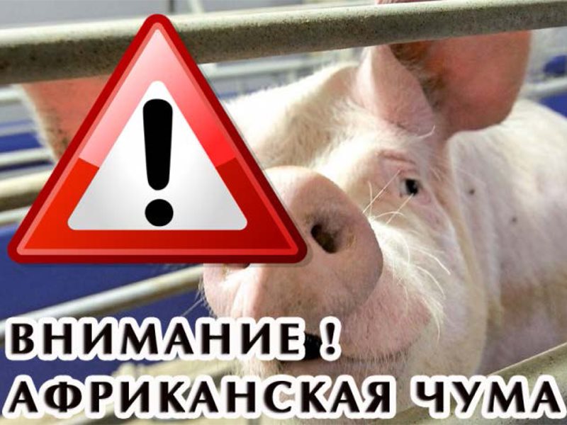 О распространении вируса АЧС на территории Псковской области