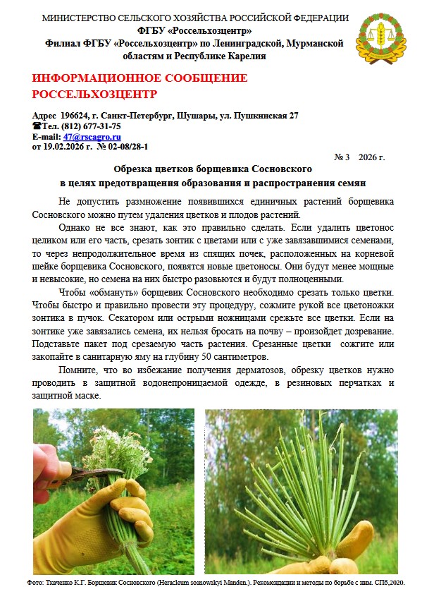 Информационное сообщение ФГБУ «Россельхозцентр» по обрезке цветков борщевика Сосновского в целях предотвращения образования и распространения семян