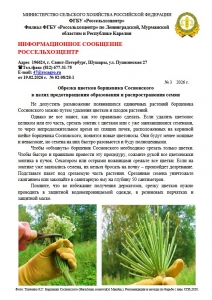 Обрезка цветков борщевика Сосновского в целях предотвращения образования и распространения семян